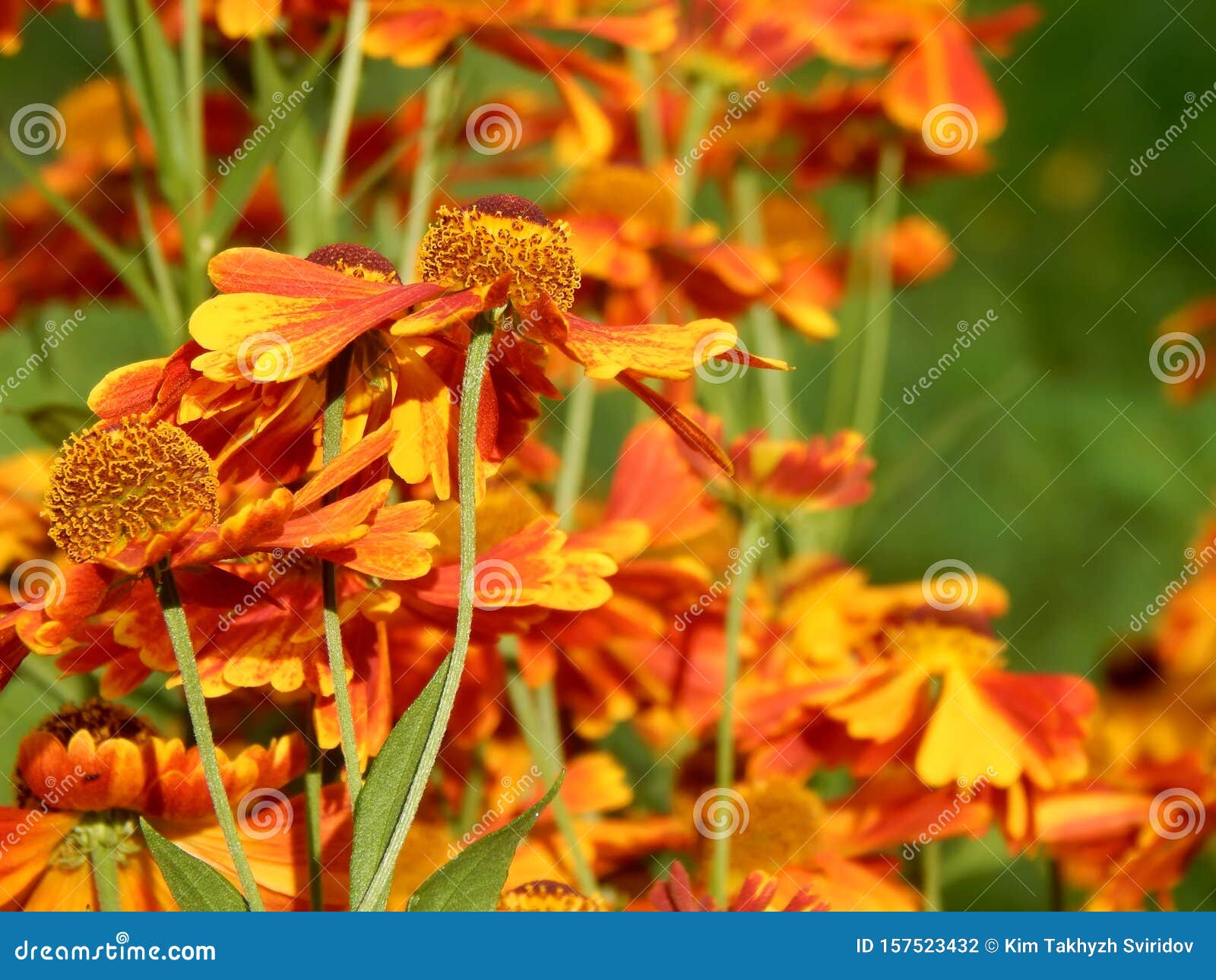 close-up colorful image of autumn aster flowers in the sun