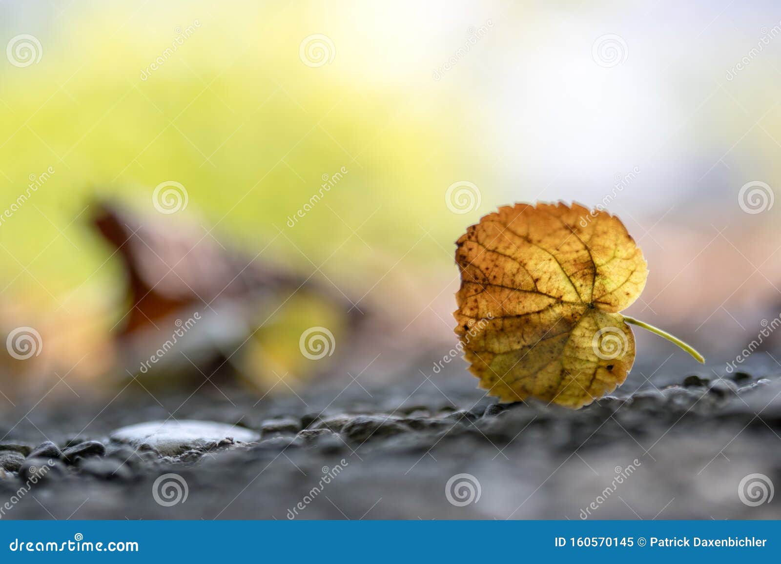autumn time: beautiful colorful leaf lying on the floor, fall concept with copy space