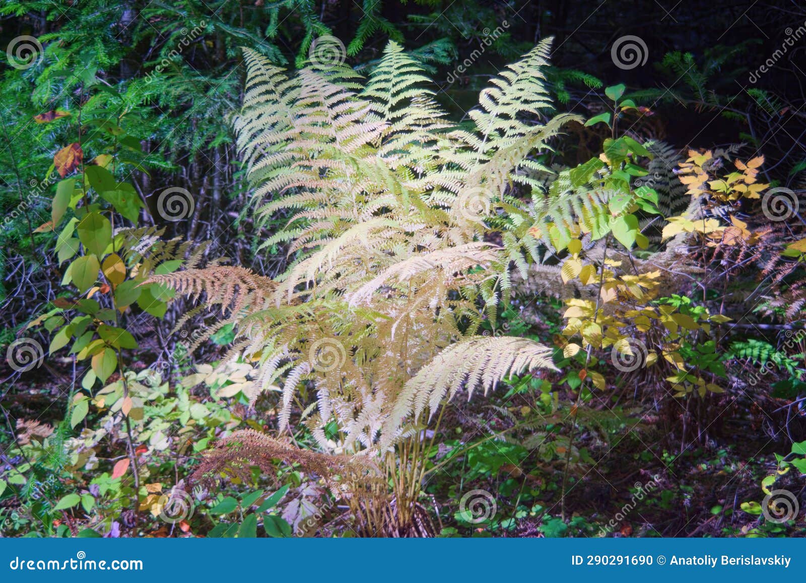 close up of common lady fern athyrium filix-femina, also known as common forest fern . abstract natural pattern, useful as a green