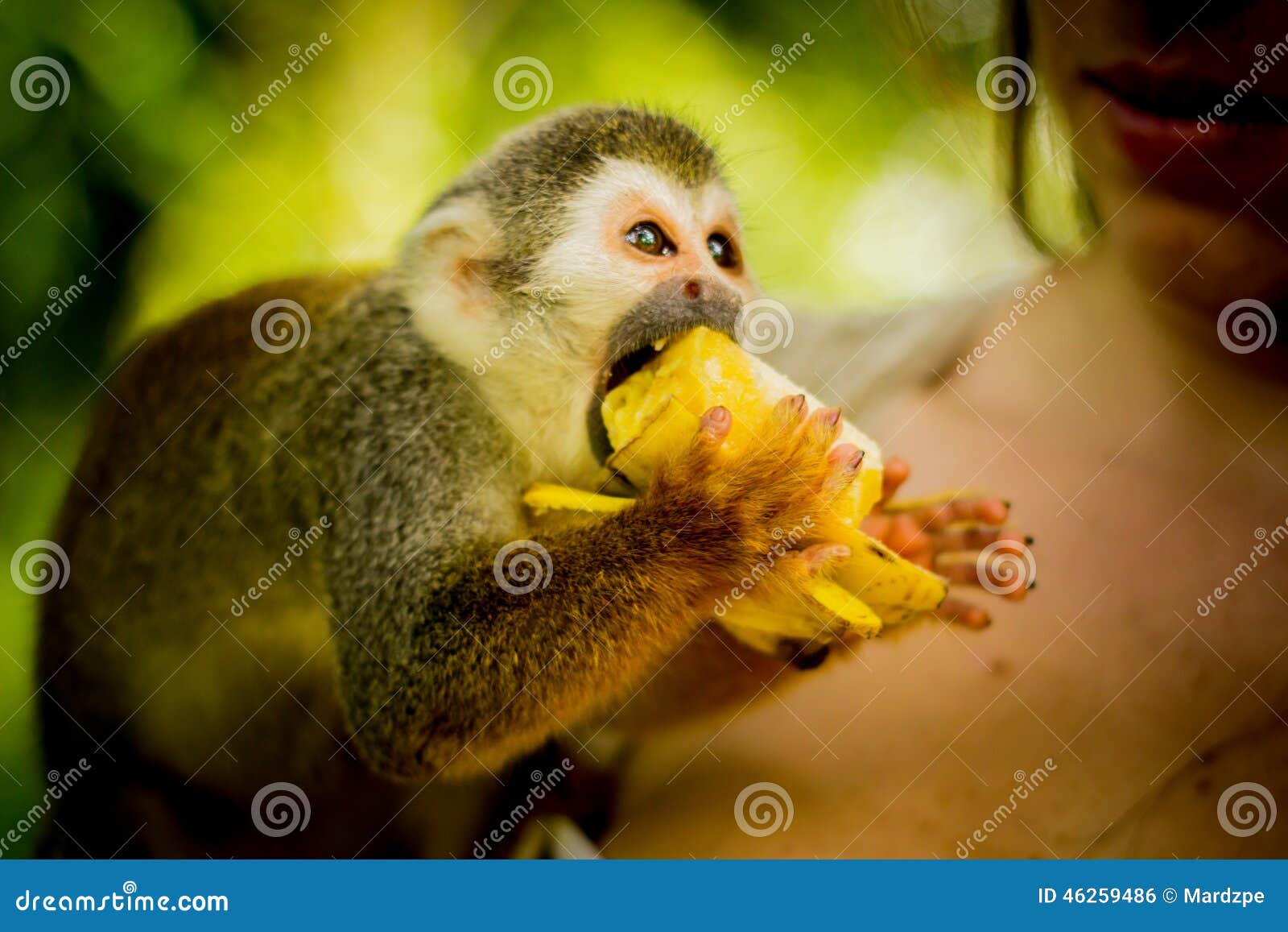 squirrel monkeys eating