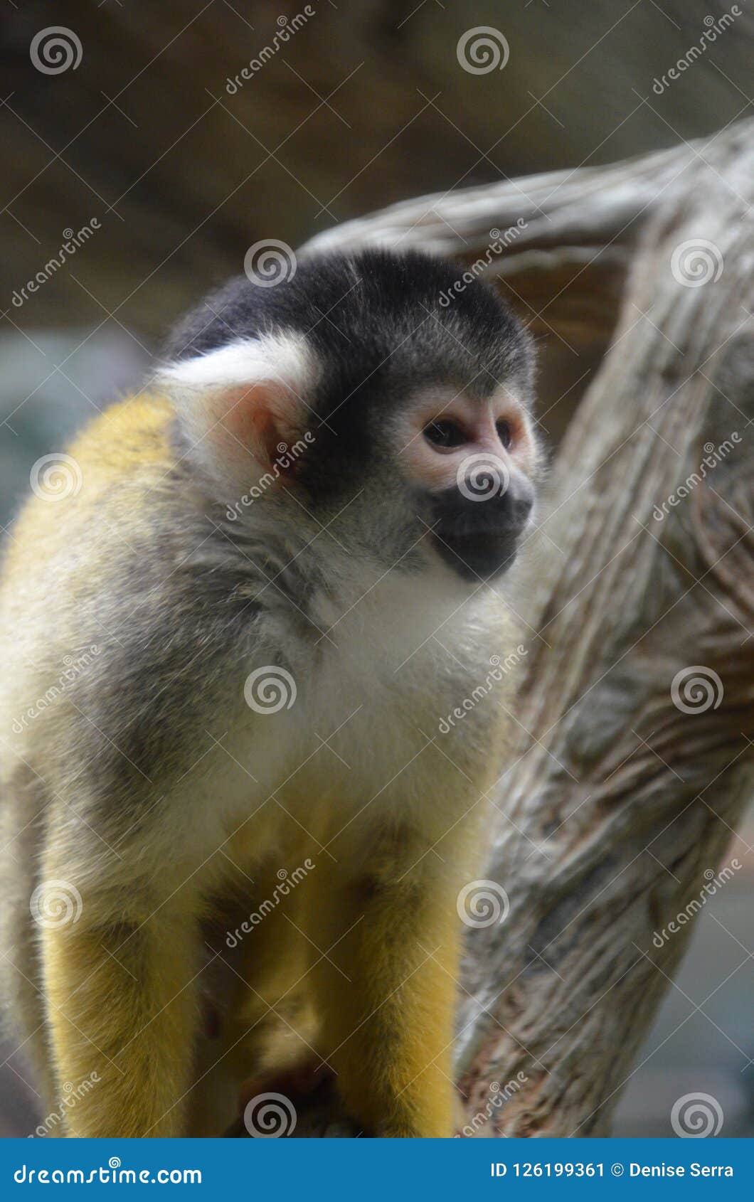 close-up of a common squirrel monkey