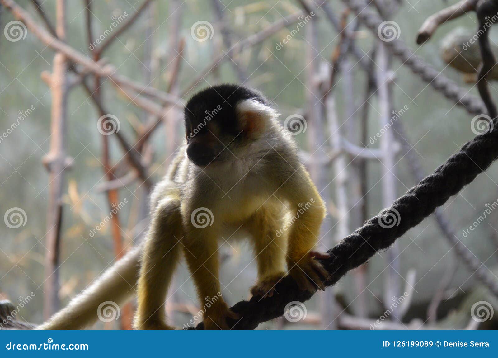 close-up of a common squirrel monkey