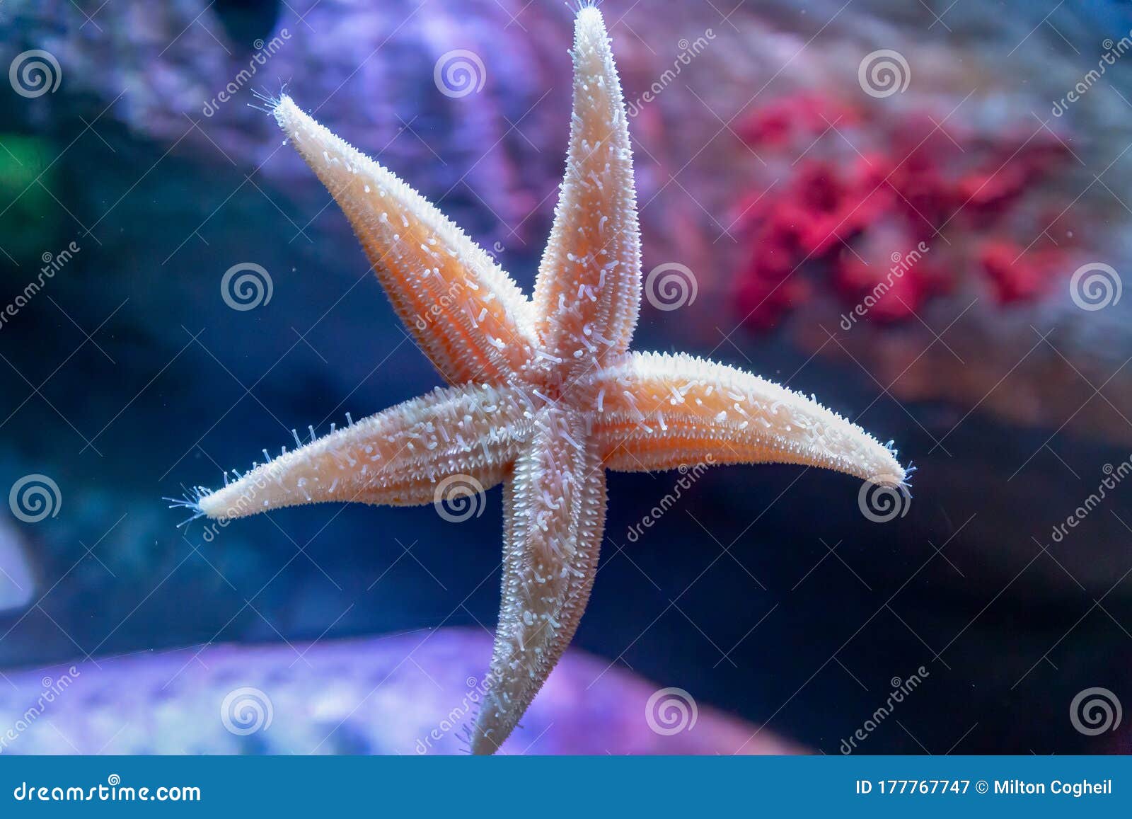 аквариум sea star
