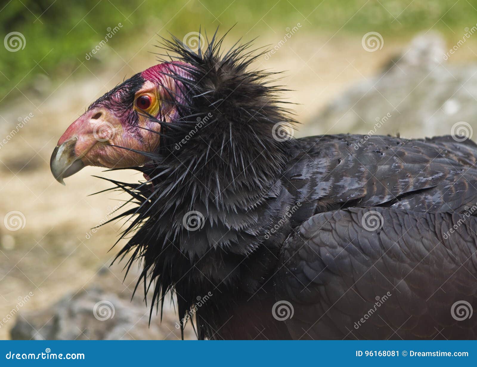 Close up of Condor stock image. Image of condors, scene 96168081