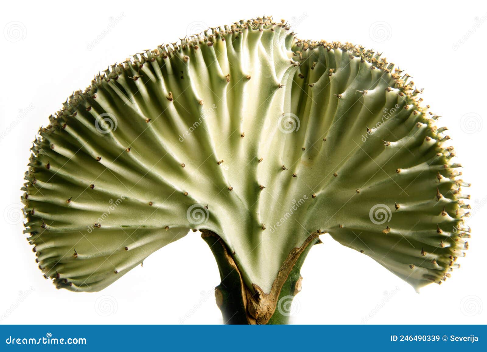 coral candelabra cactus fan-d