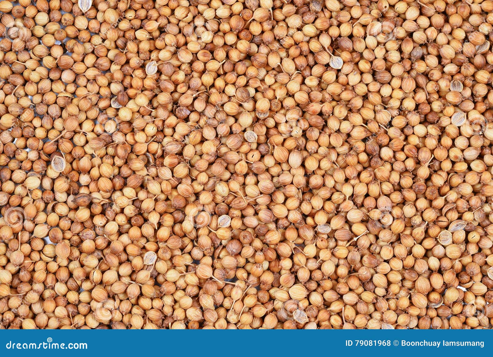 Close up of coriander seed stock photo. Image of rounded 79081968