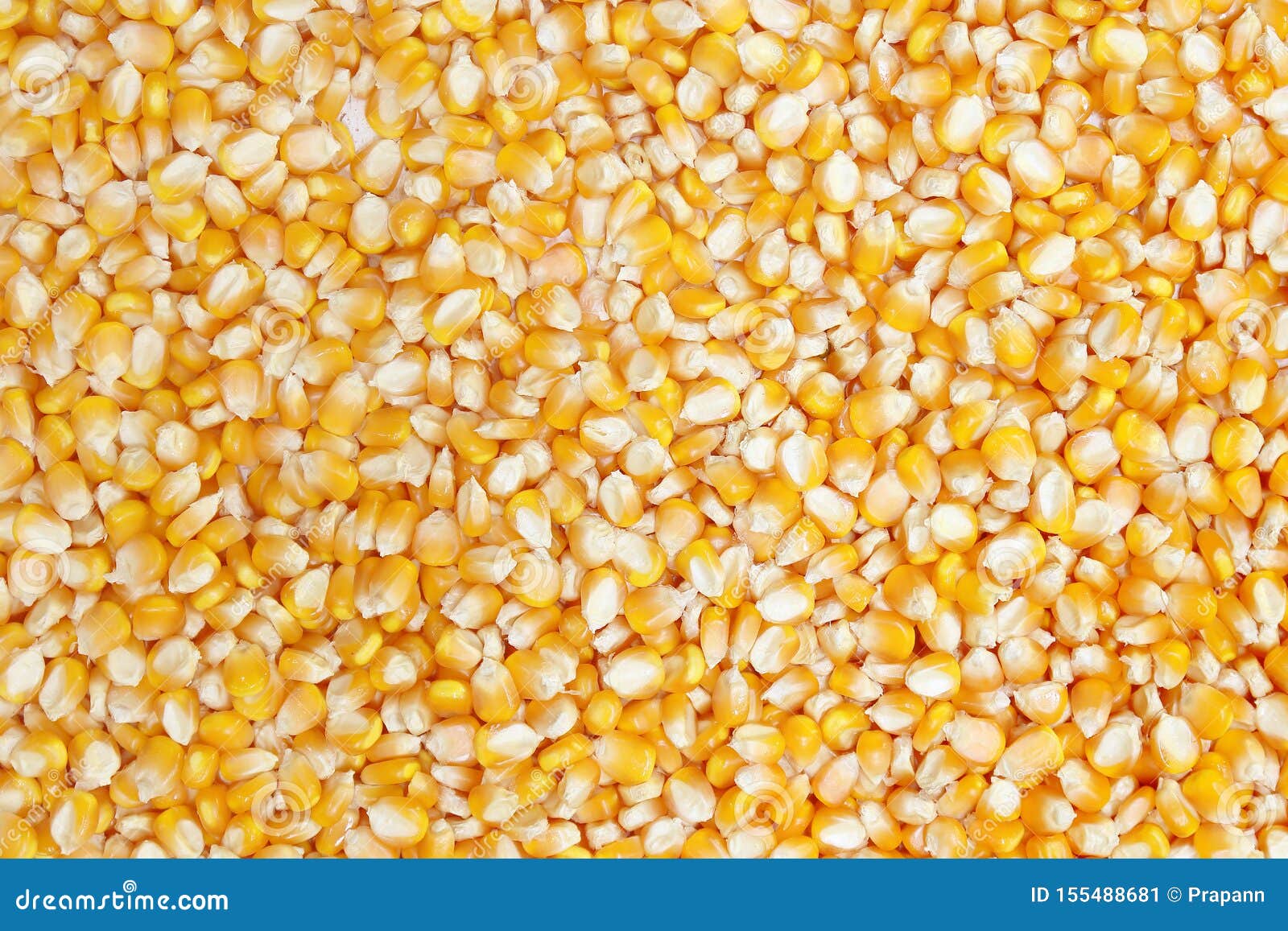 Close Up of Corn Grains Whole Texture Background Stock Image Image of