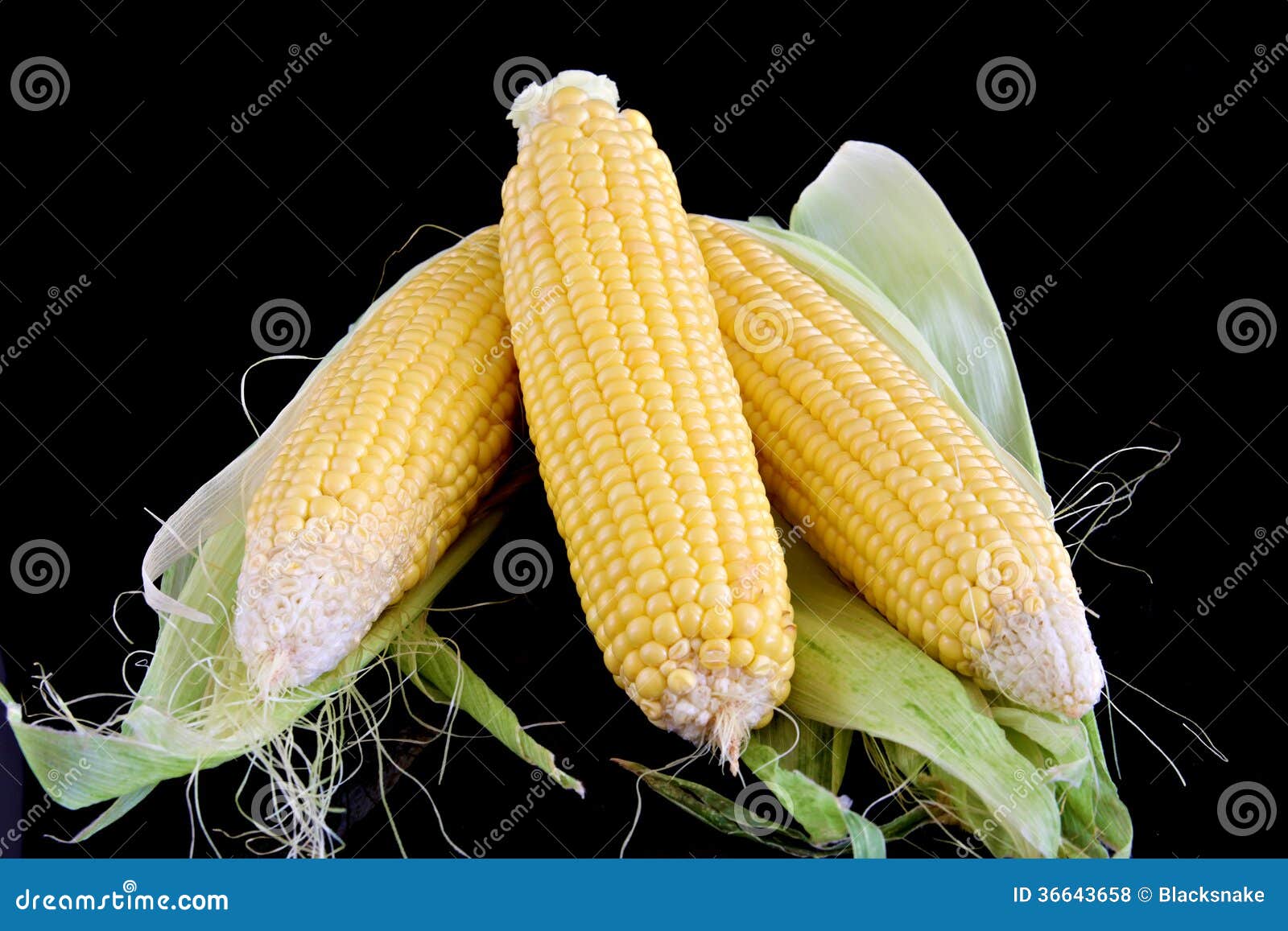 Closeup of Corn Organic Vegetable Food Stock Photo Image of organic