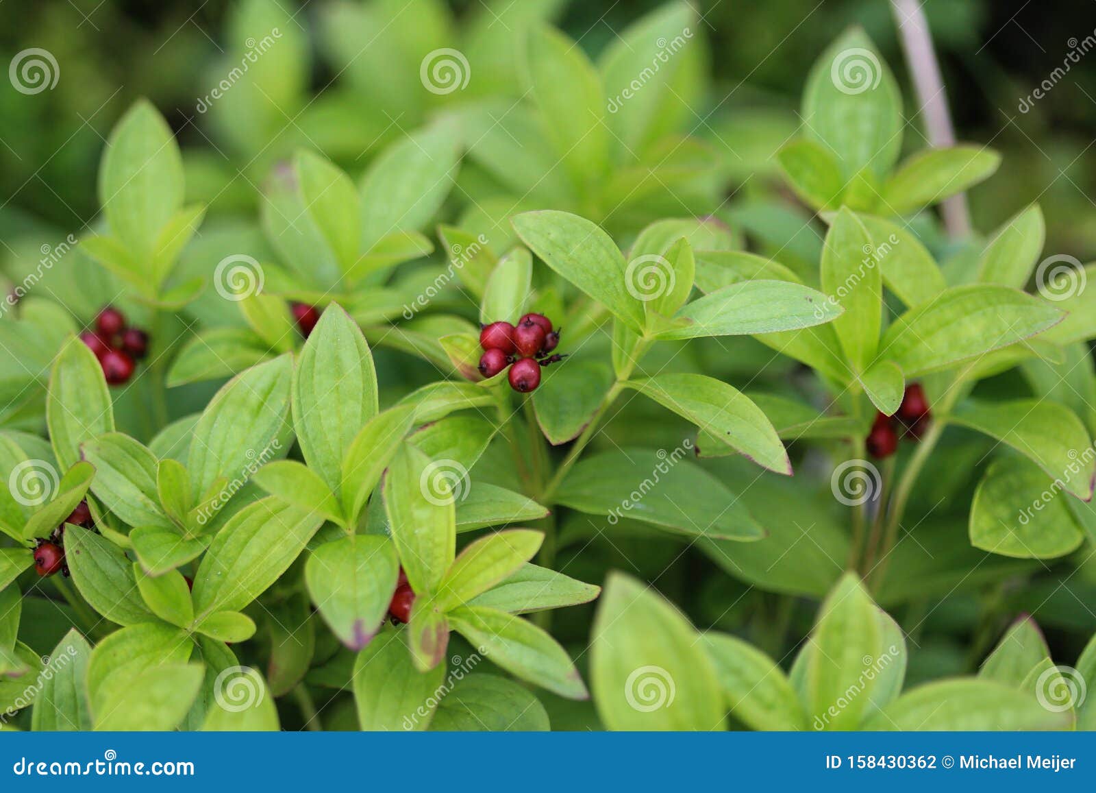 cornus suecica, the dwarf cornel or bunchberry