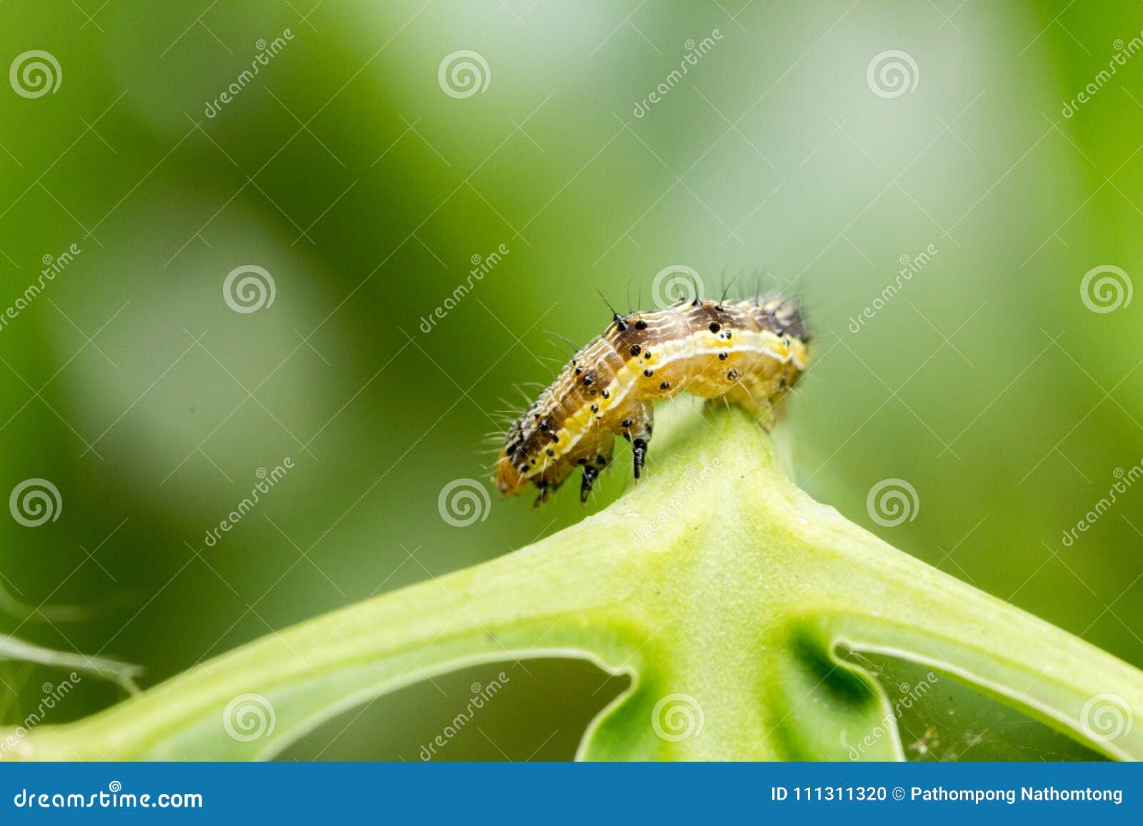 Cotton Bollworm on the Leaves Stock Photo Image of armigera, bordered