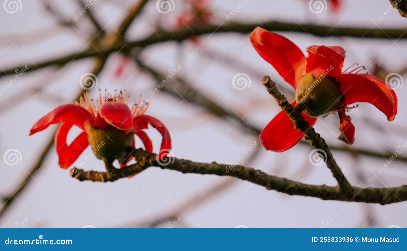 Close-up Cotton Flower Flowering, Flowers Pod Shimul Red Silk Cotton ...