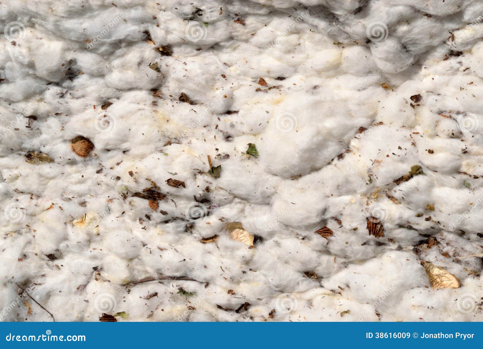 Closeup of a Cotton Module Stock Image Image of harvest, defoliated