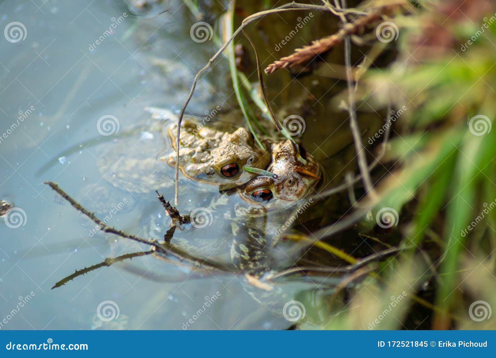 Couple of Frogs in Full Mating Under the Water Surface Stock Image ...