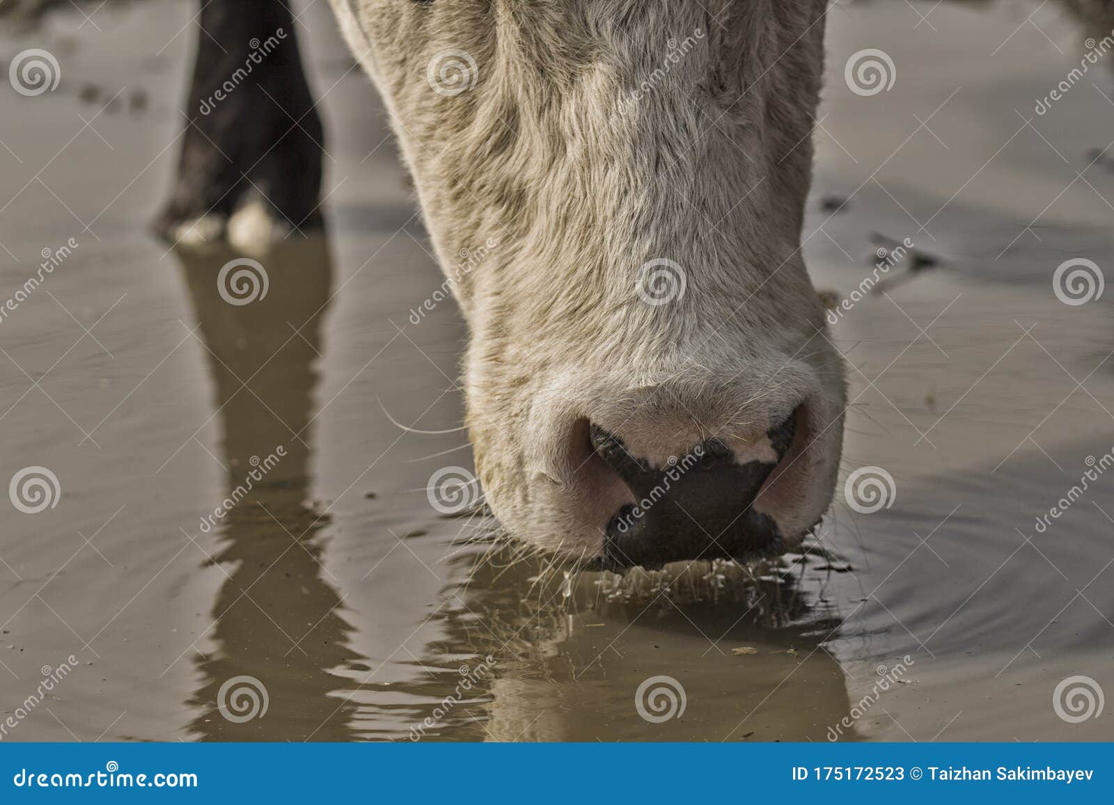 Close Up of Cow Drinking Water Stock Image Image of drink, domestic