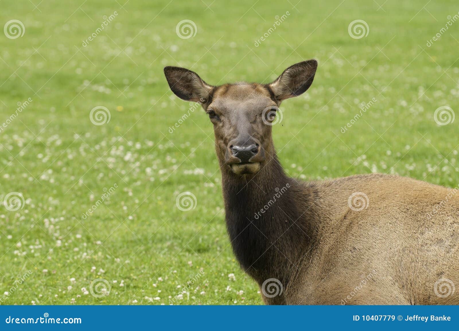 Closeup of Cow Elk stock image. Image of cervus, wild 10407779