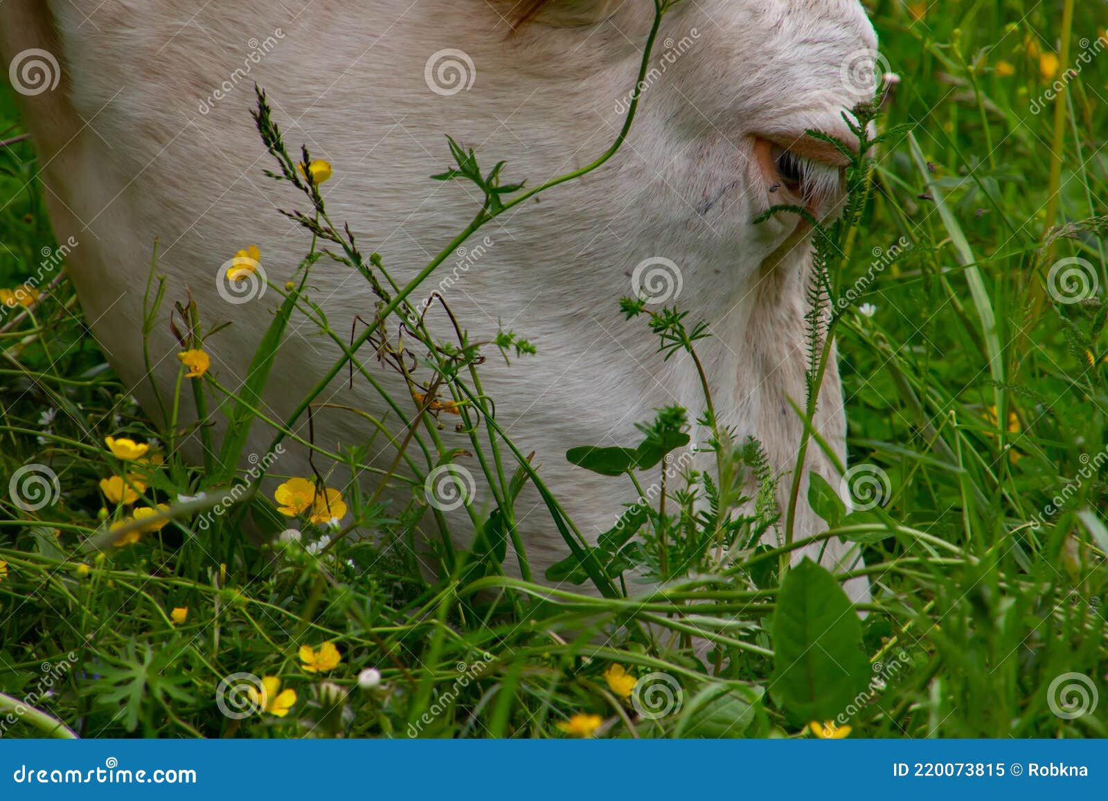 Close Up of a Cow Head Eating Grass in a Pasture Stock Image Image of