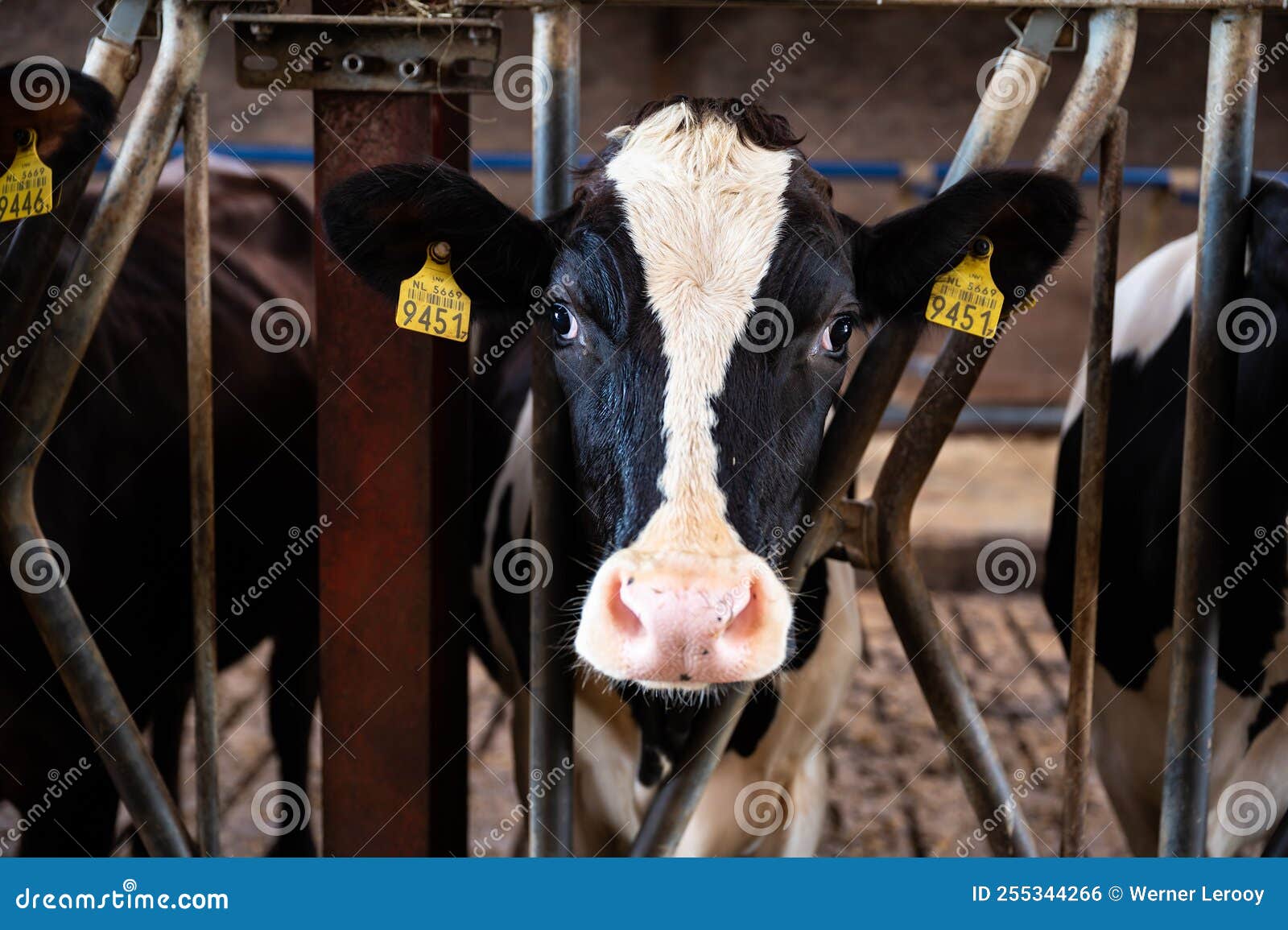 Close Up of a Cow in a Milk Producing Factory Stock Photo - Image of ...