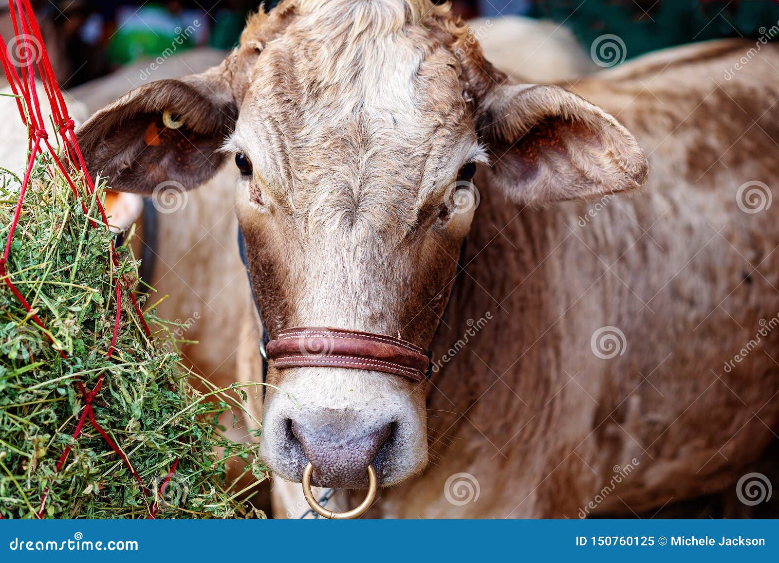 Impressive Oax Huge Horns Nose Ring Stock Photo 1020794305 | Shutterstock