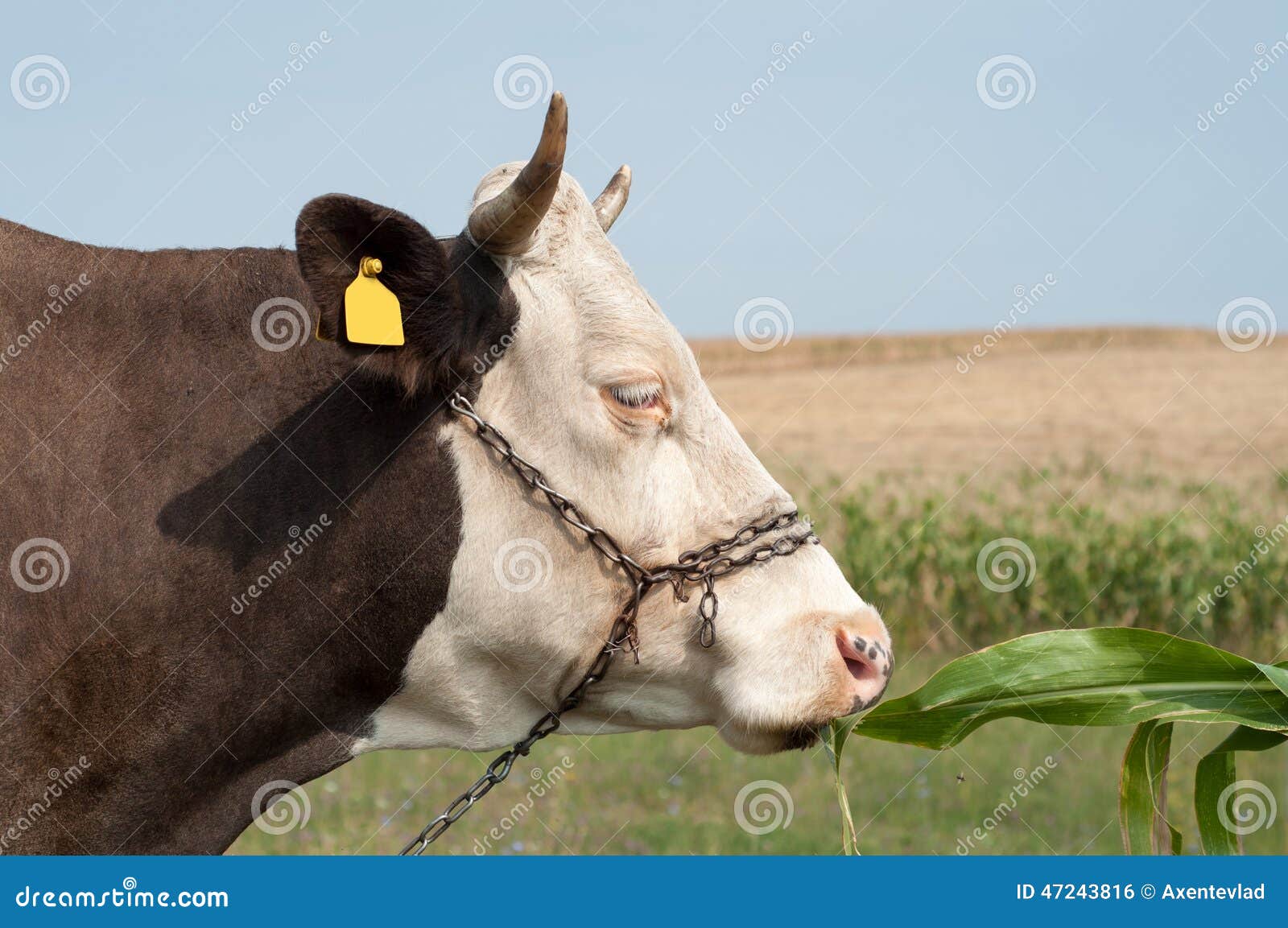 Close Up of a Cow S Head, she is Eating Some Corn Leaf Stock Photo