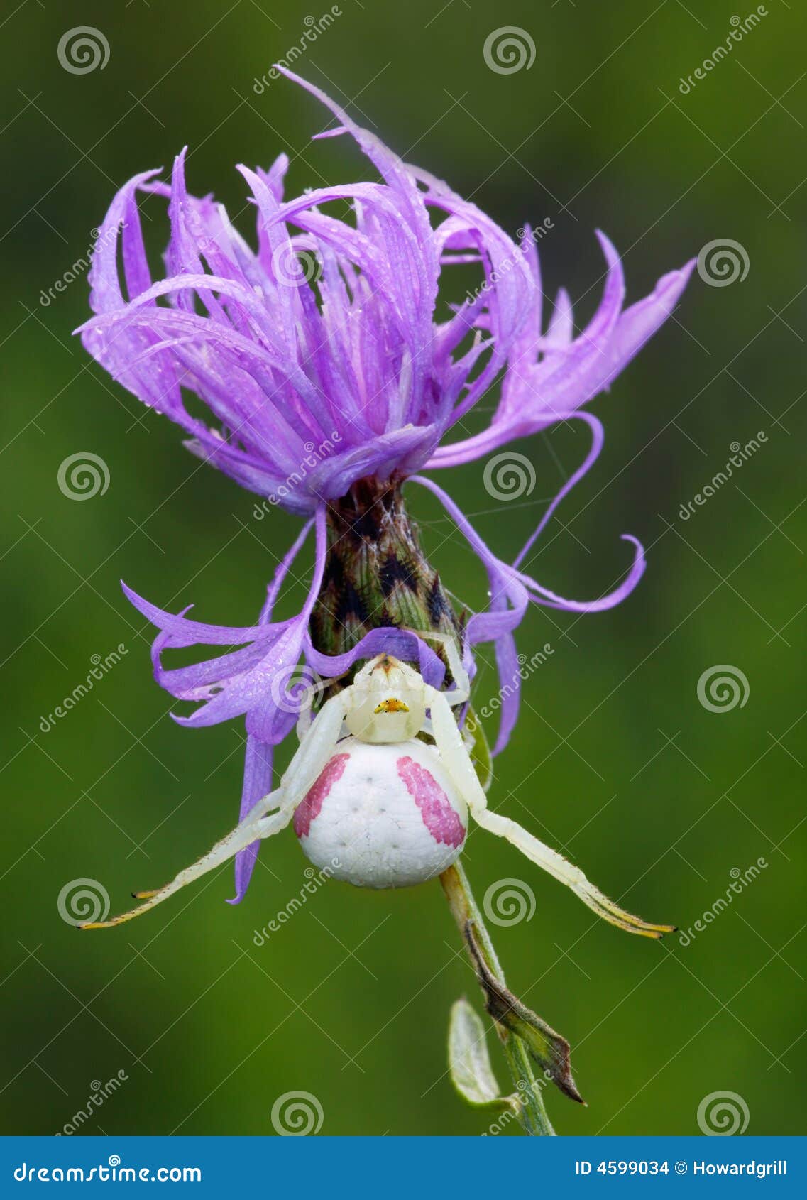 Close Up of Crab Spider on Purple Thistle Stock Photo Image of