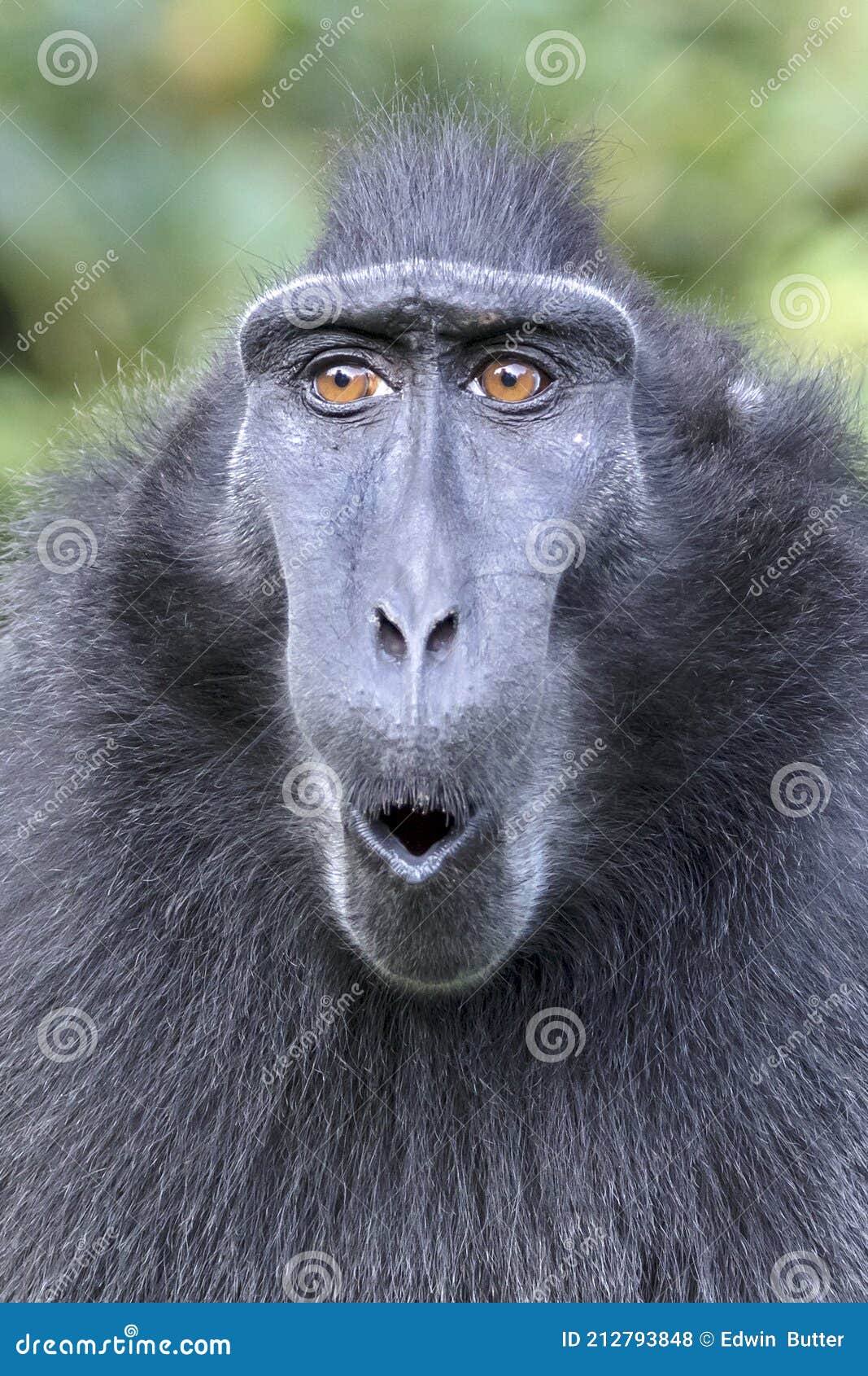 Close-up of a Crested Macaque Monkey, Wild Animal Stock Photo - Image of floral, wild: 212793848 Close-up of a Crested Macaque Monkey, Wild Animal Stock Photo - Image of floral, wild: 212793848
