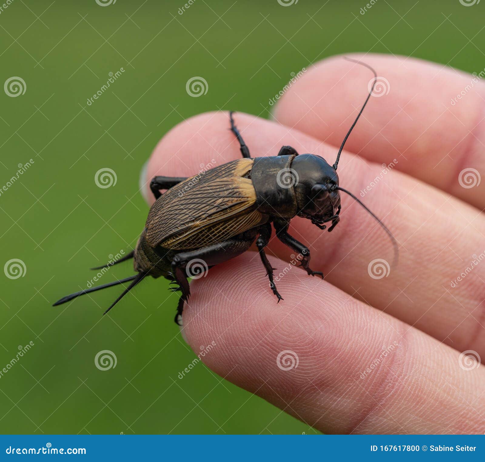 Cricket on human finger stock photo. Image of natural 167617800