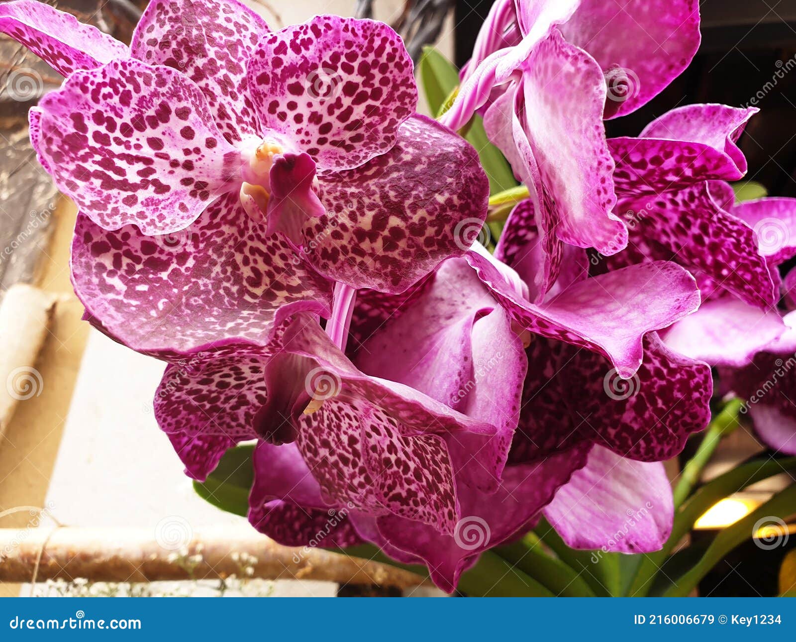 close up of crimson phalaenopsis or orchid flowers