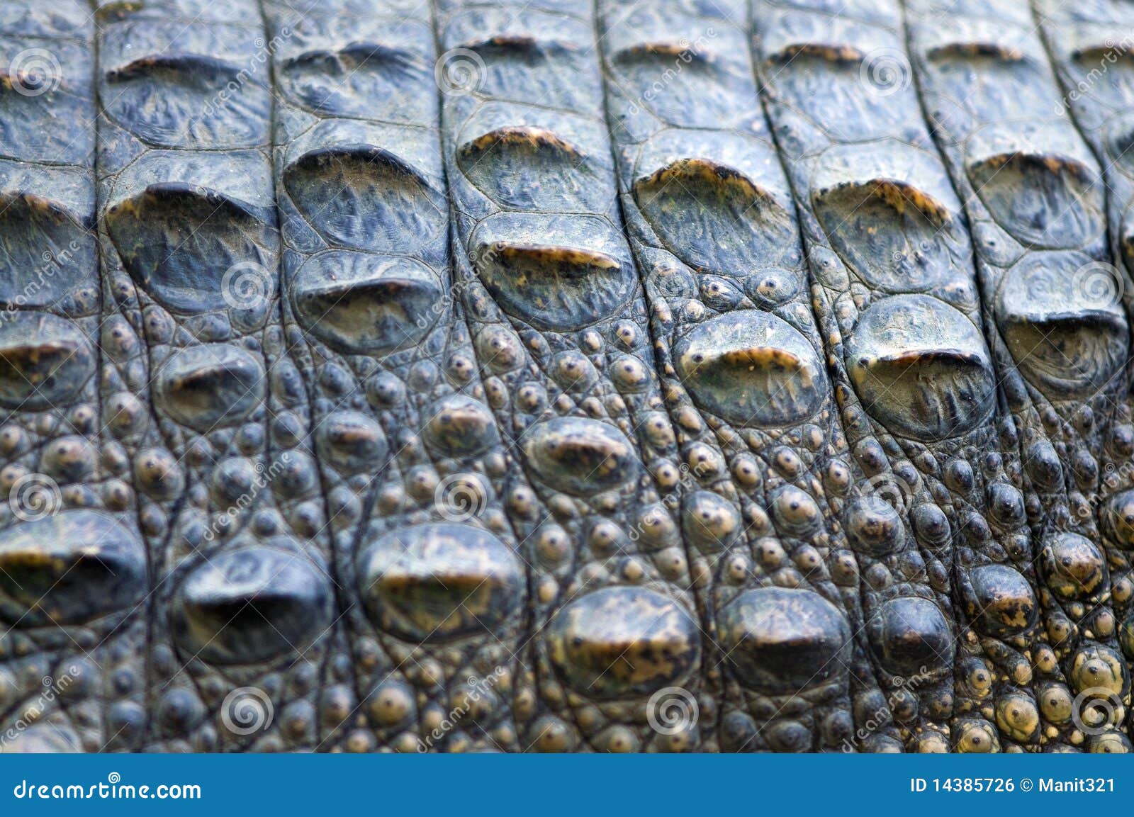 Crocodile Skin Images – Browse 64,581 Stock Photos, Vectors, and Video