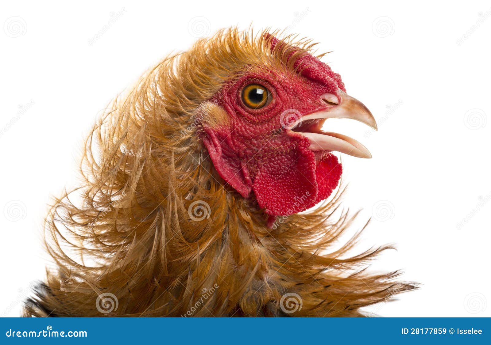 close-up of crossbreed rooster, pekin