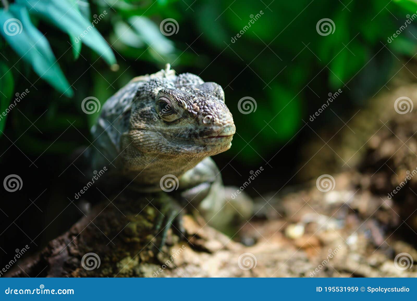 close-up of ctenosaura bakeri, also known as the utila iguana