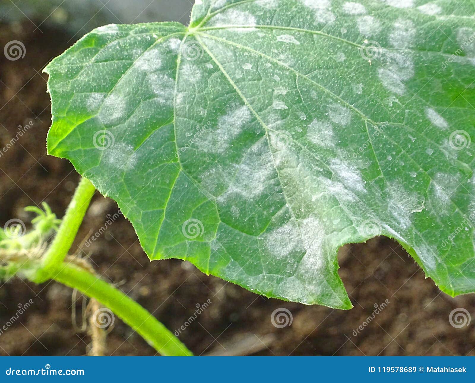 close up of cucumber leafs with white powdery mildew
