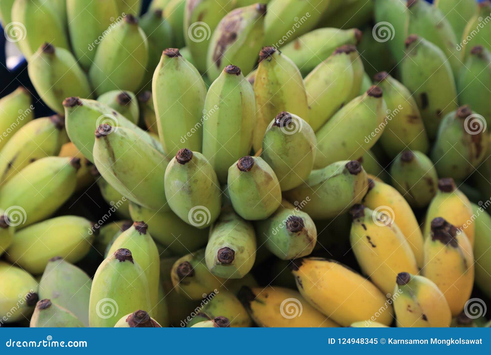 Close Up of Cultivated Bananas or Thai Bananas Bunch Stock Image