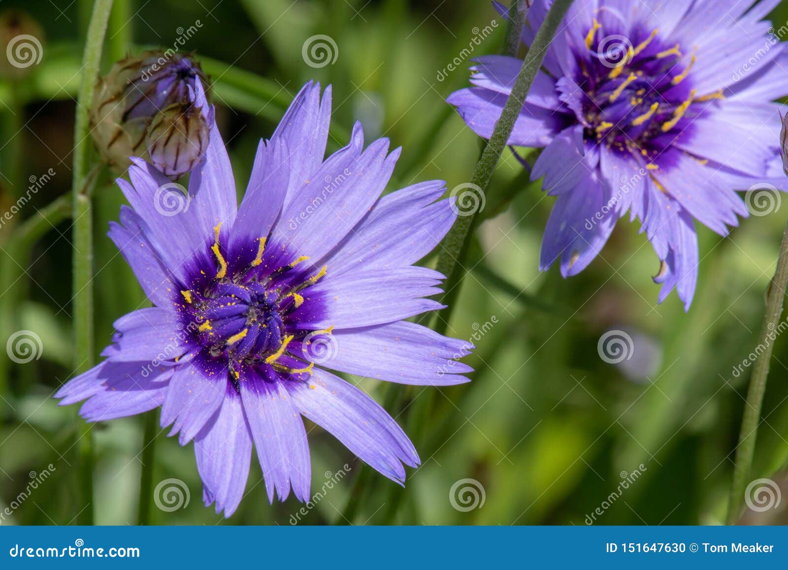cupids dart catananche caerulea