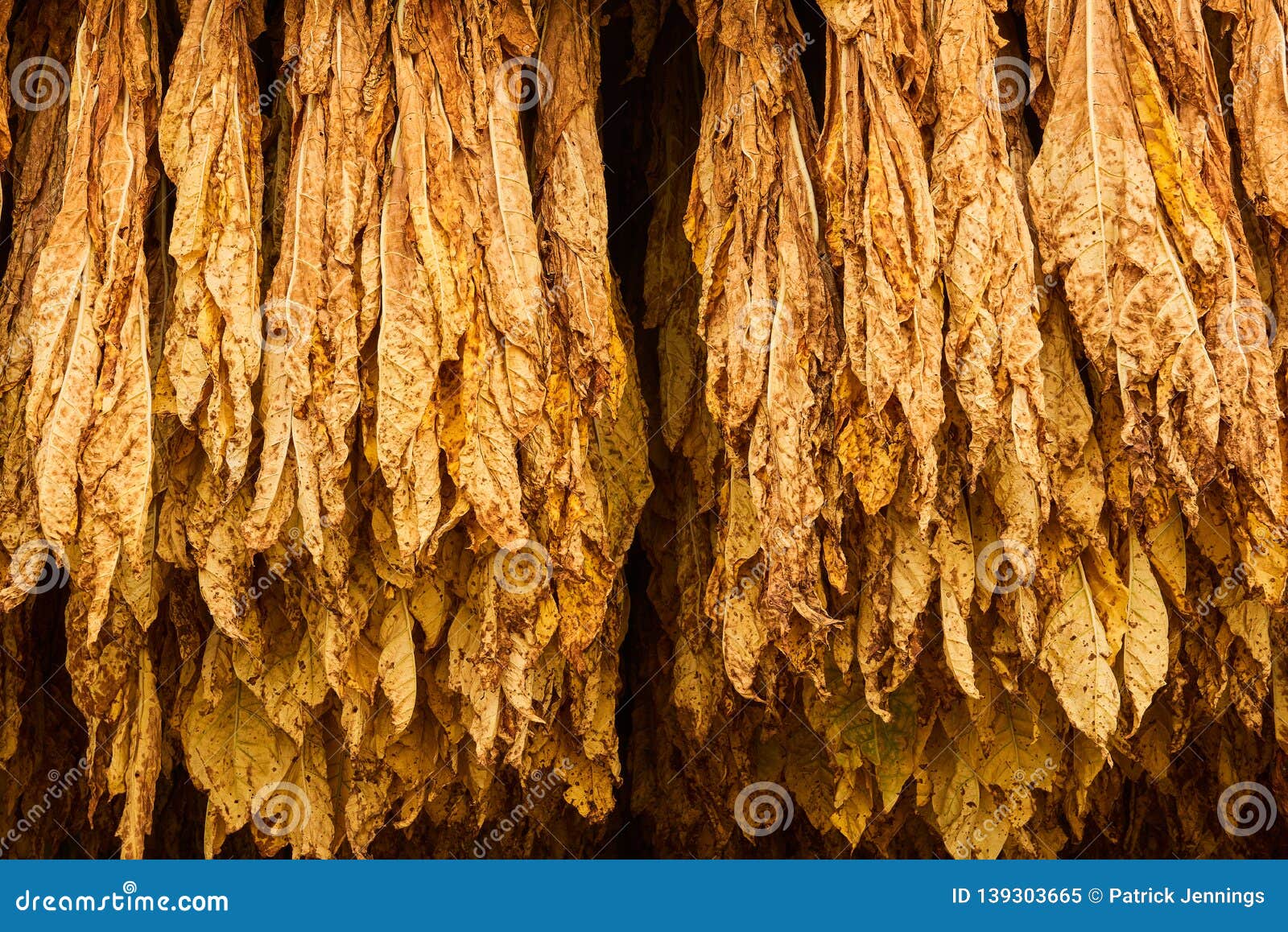 Curing Burley Tobacco stock image. Image of kentucky 139303665