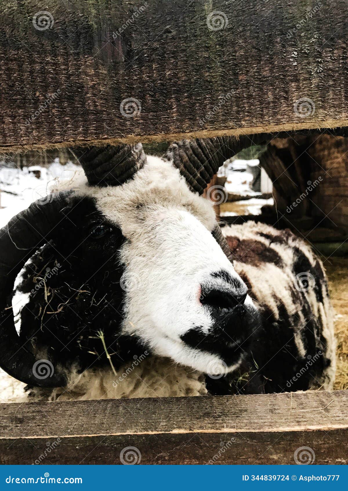 close-up of a curious ram staring through a wooden fence