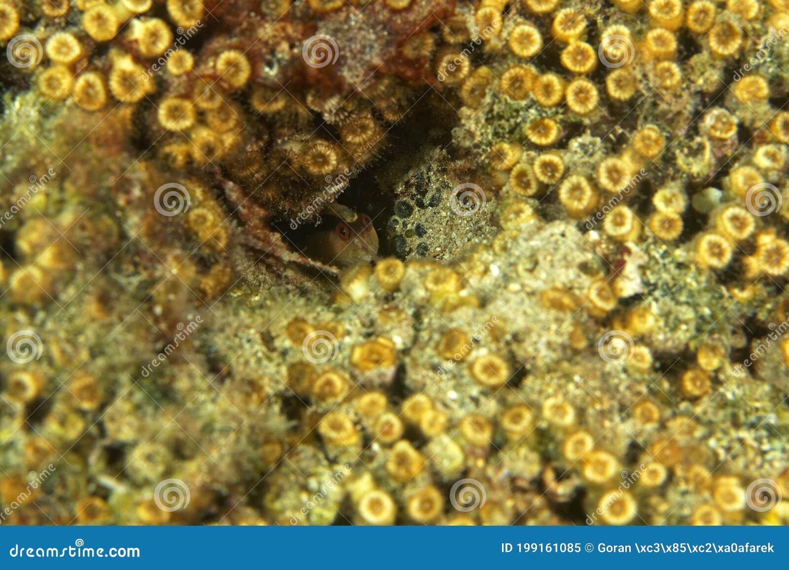 the close-up of cushion coral from he adriatic sea