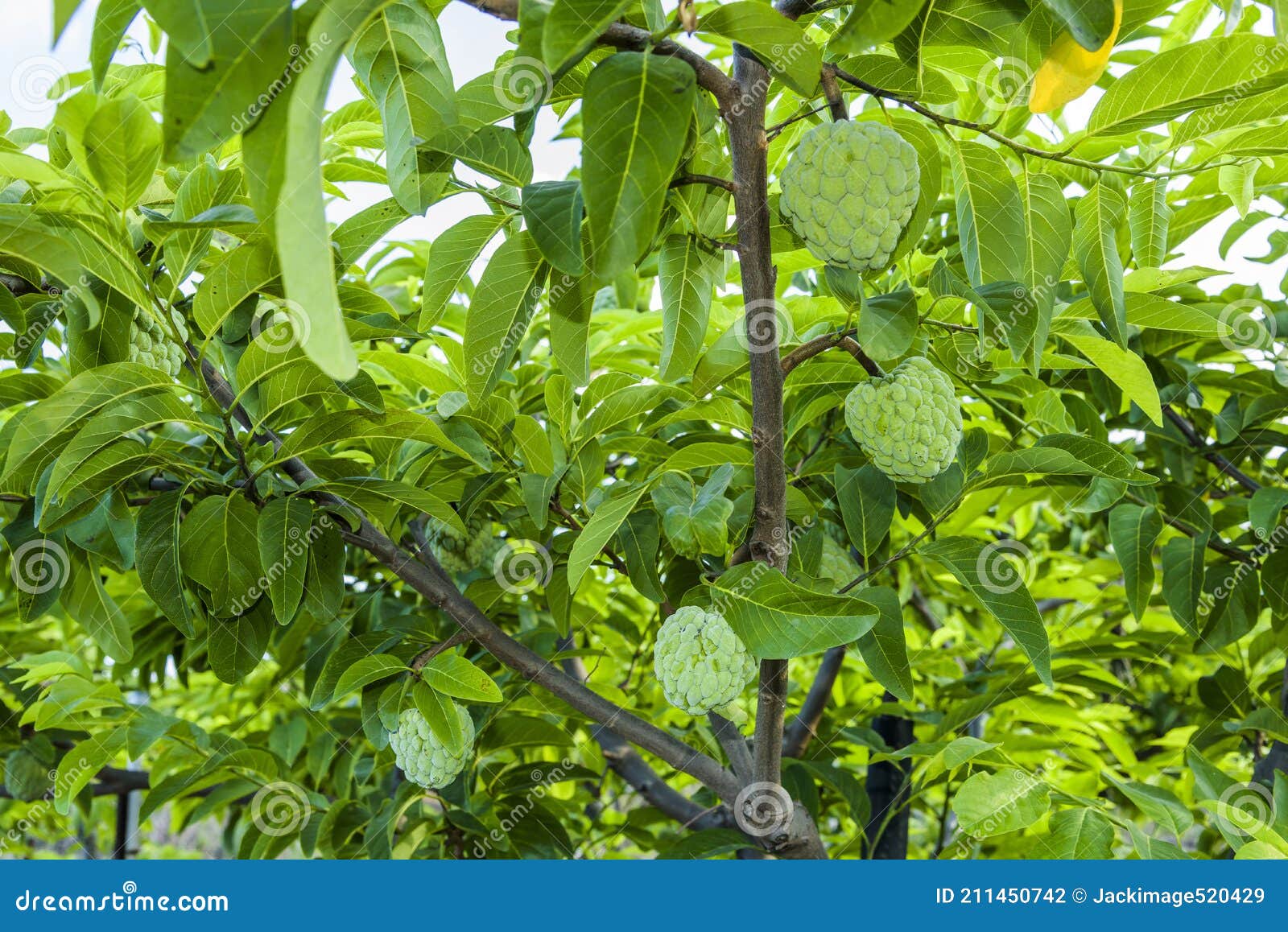 The Custard Apple on the Tree in Taitung, Taiwan. Stock Photo Image