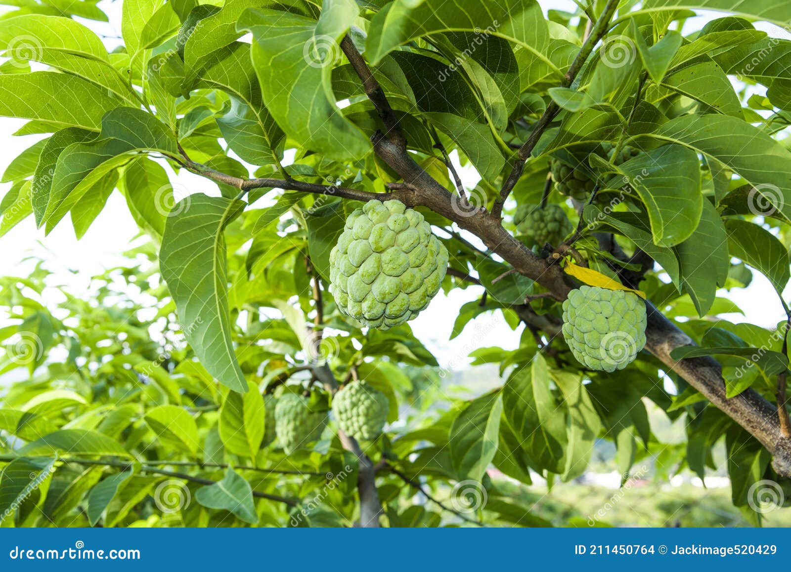 The Custard Apple on the Tree in Taitung, Taiwan. Stock Photo Image