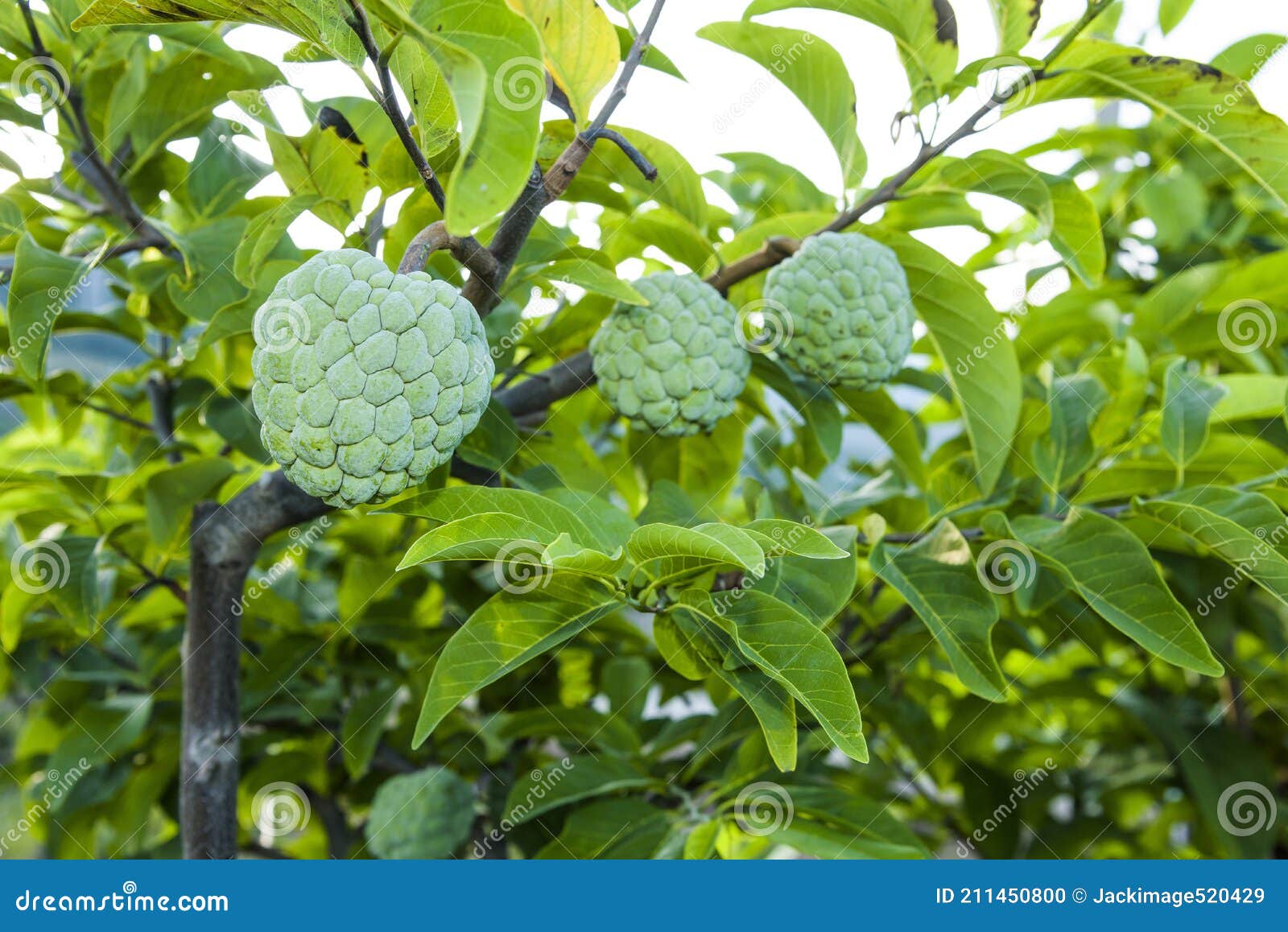 The Custard Apple on the Tree in Taitung, Taiwan. Stock Photo Image