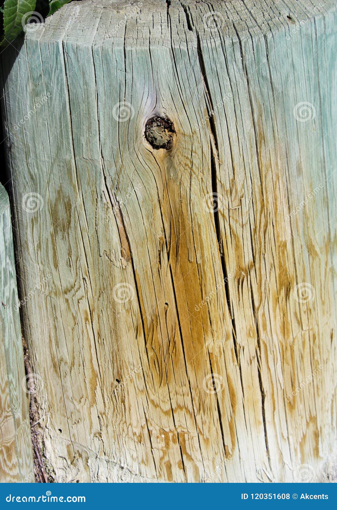 wood texture closeup of a rustic weathered tree stump