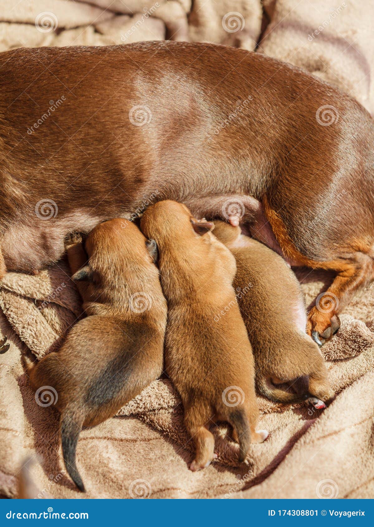 Little Dachshund Mom Feeding Puppies Newborns Stock Image