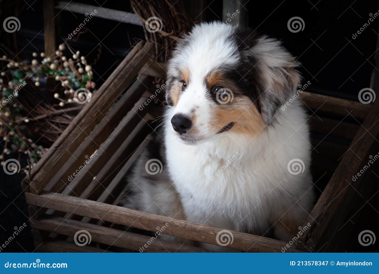 are all australian shepherds fluffy