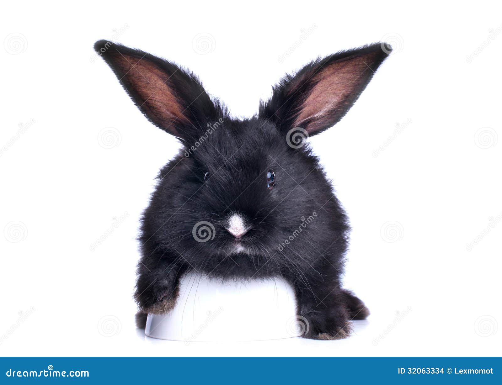 Closeup of Cute Black Rabbit Stock Photo Image of black, feed 32063334