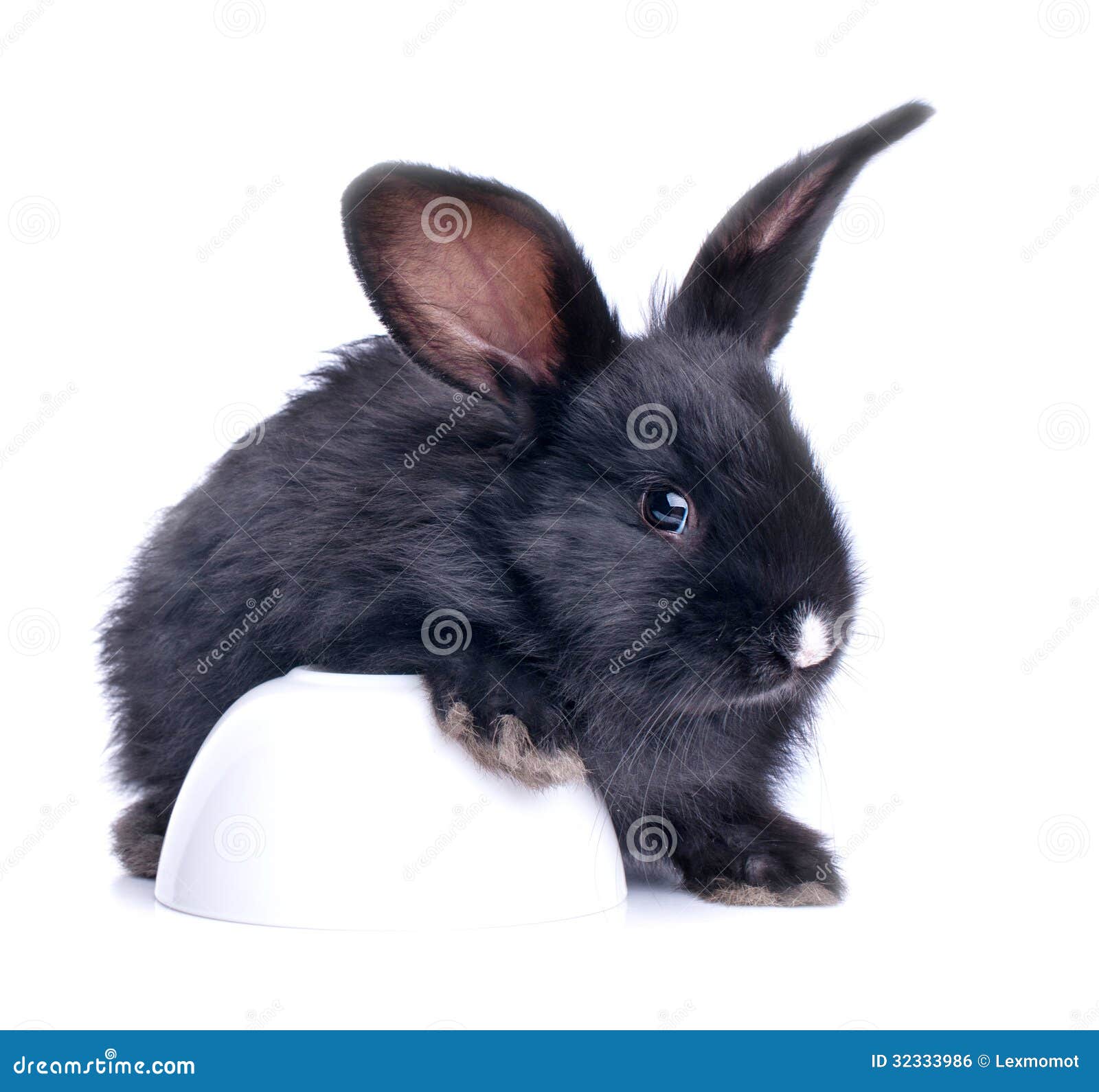 Closeup of Cute Black Rabbit Eating Stock Photo Image of brown