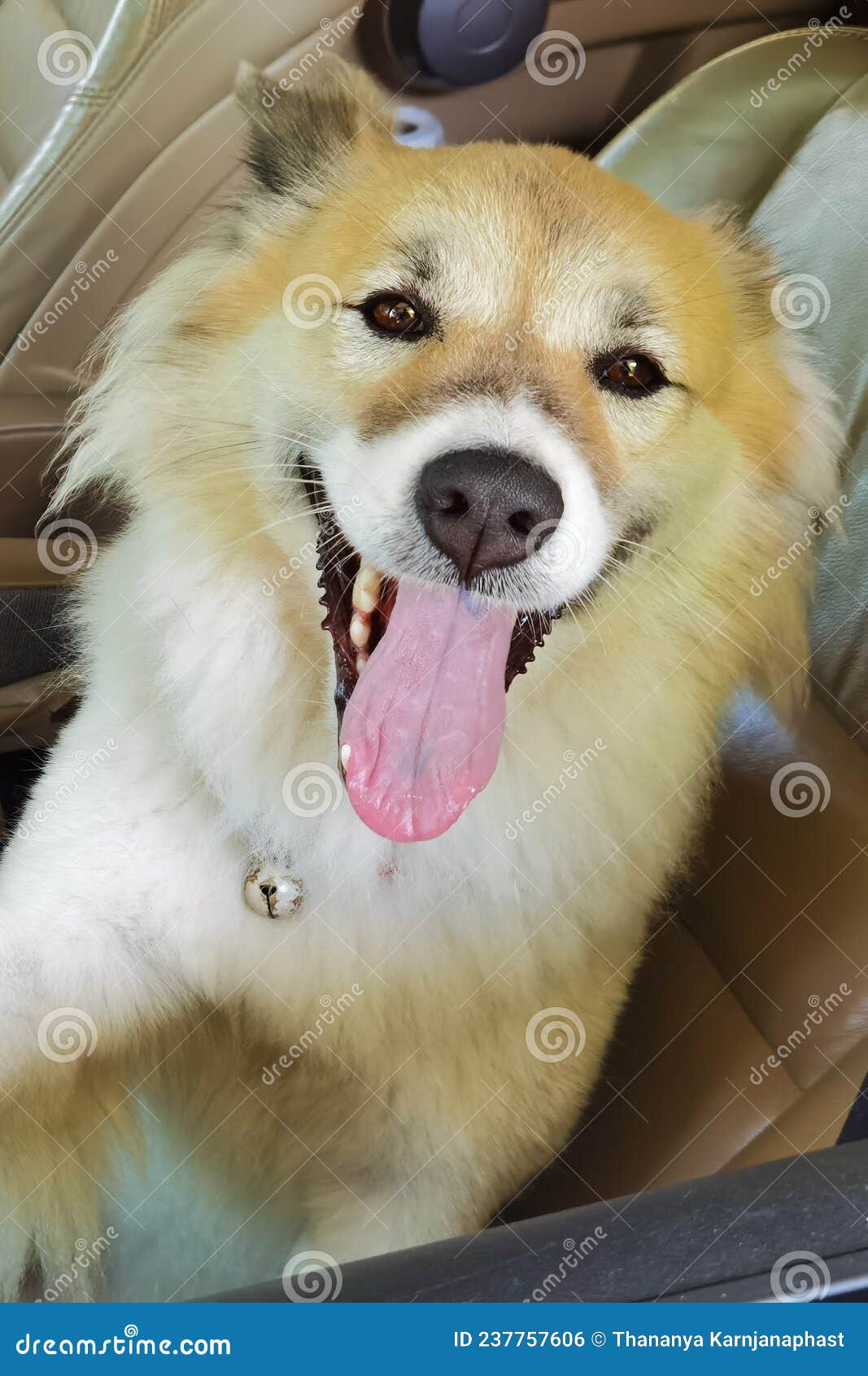 Close Up of Cute Dog Sit in the Car Stock Photo Image of puppy