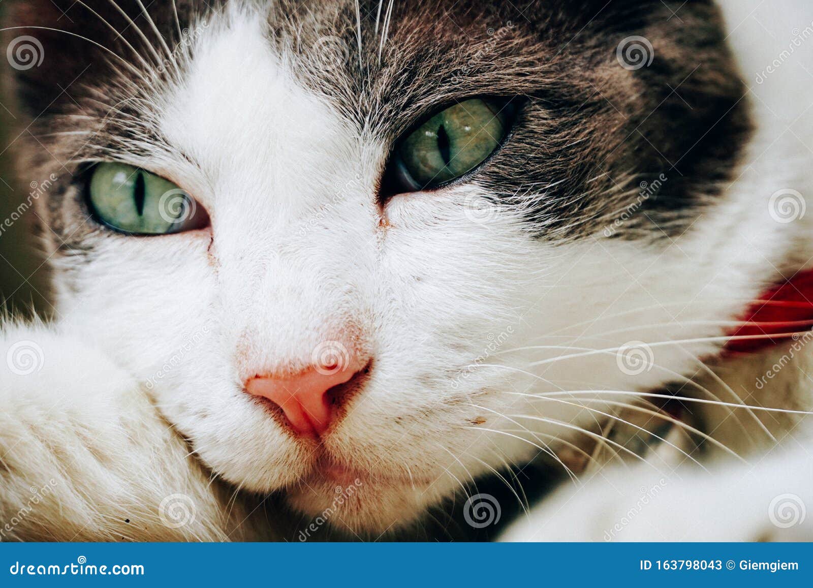 close up cute face cat background, the cat is spellbound