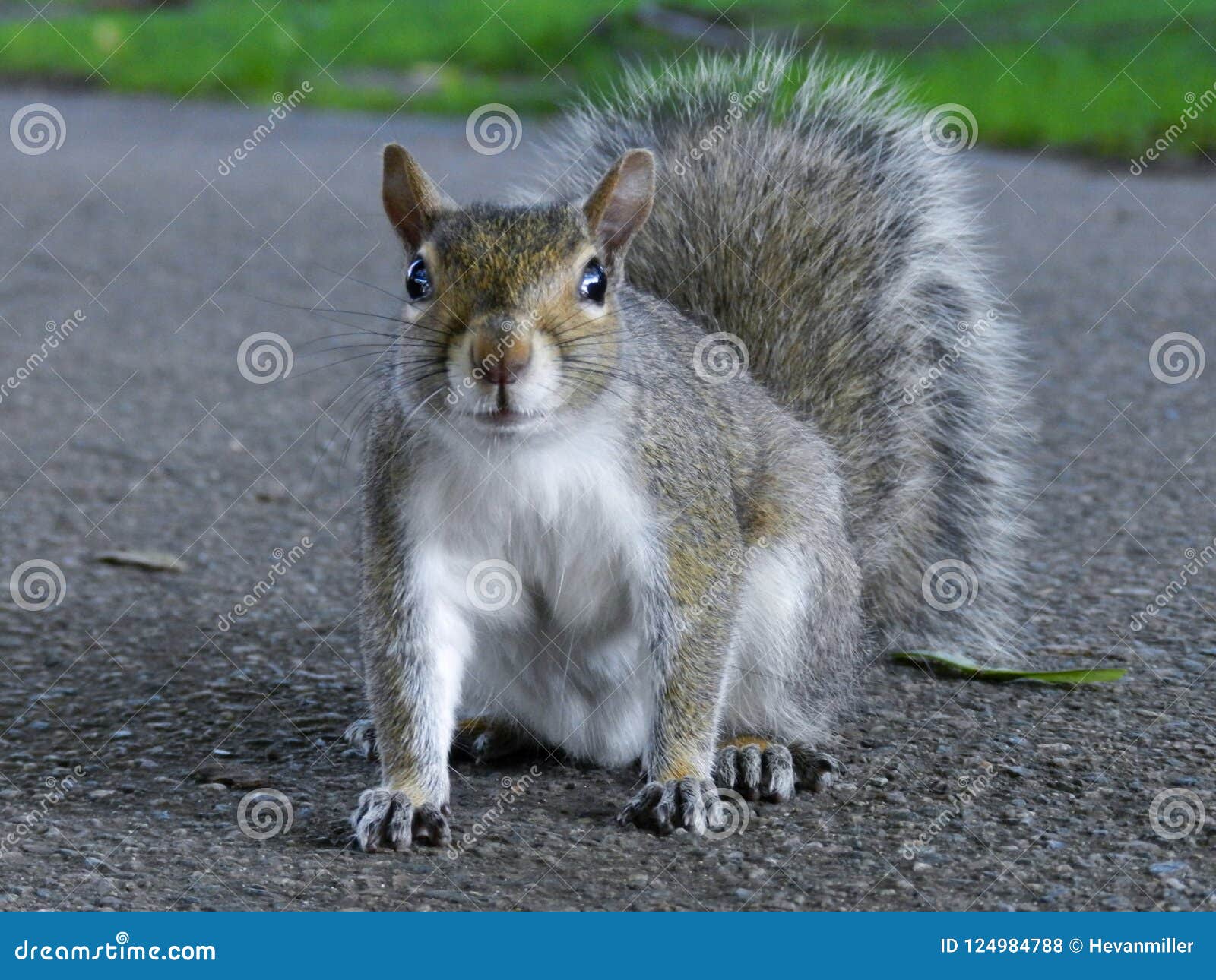 Up Of Gray Squirrel Sitting In The Park On Up Of Gray Squirrel Sitting In The Park On
