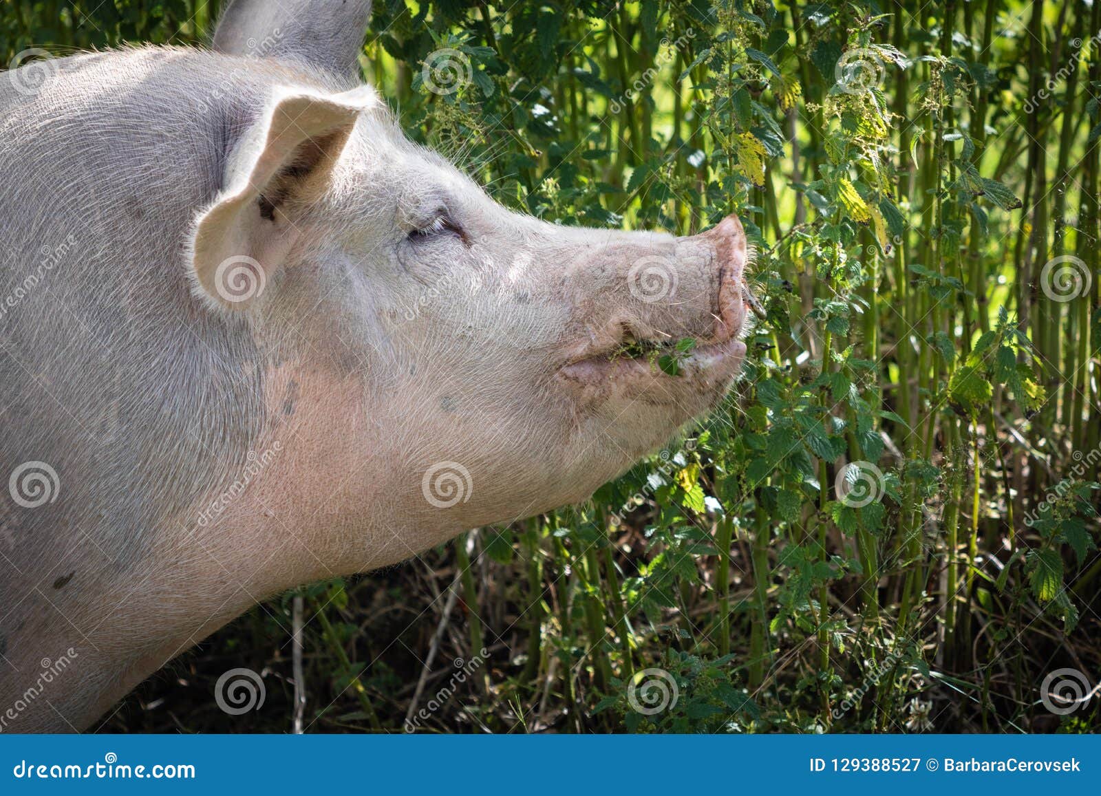 Close Up of Cute Hungry Pig Eating Grass Stock Image Image of looking