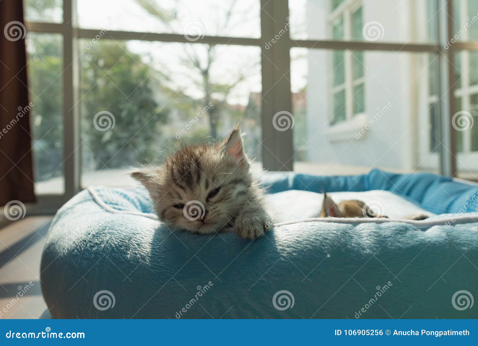 Cute kitten on bed stock photo. Image of look, kittens 106905256