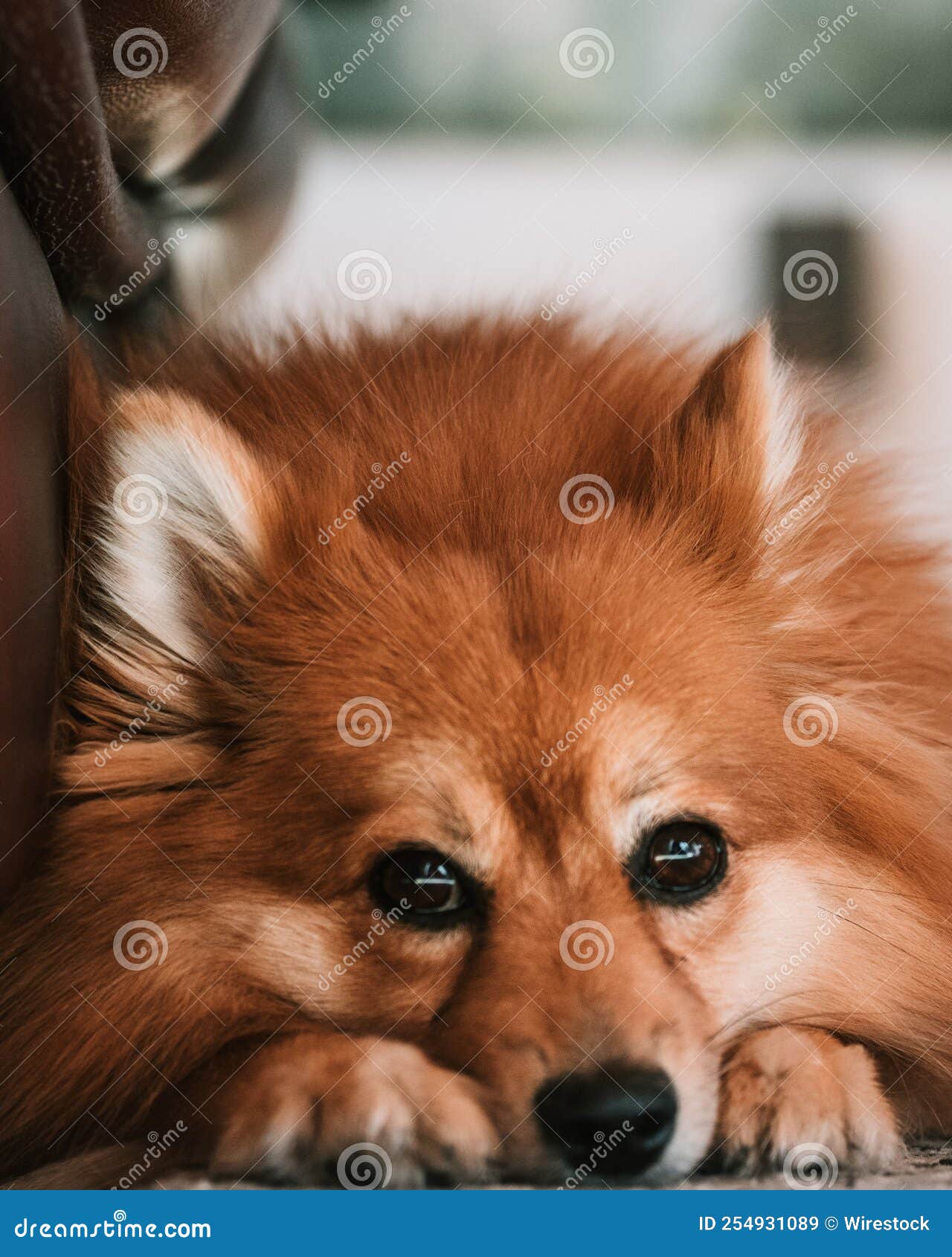 Close Up of a Cute Mittelspitz Looking at the Camera. Stock Image